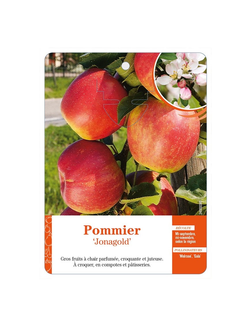 Pommier‘Jonagold’