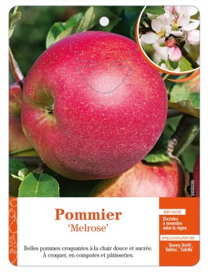 Pommier ‘Melrose’