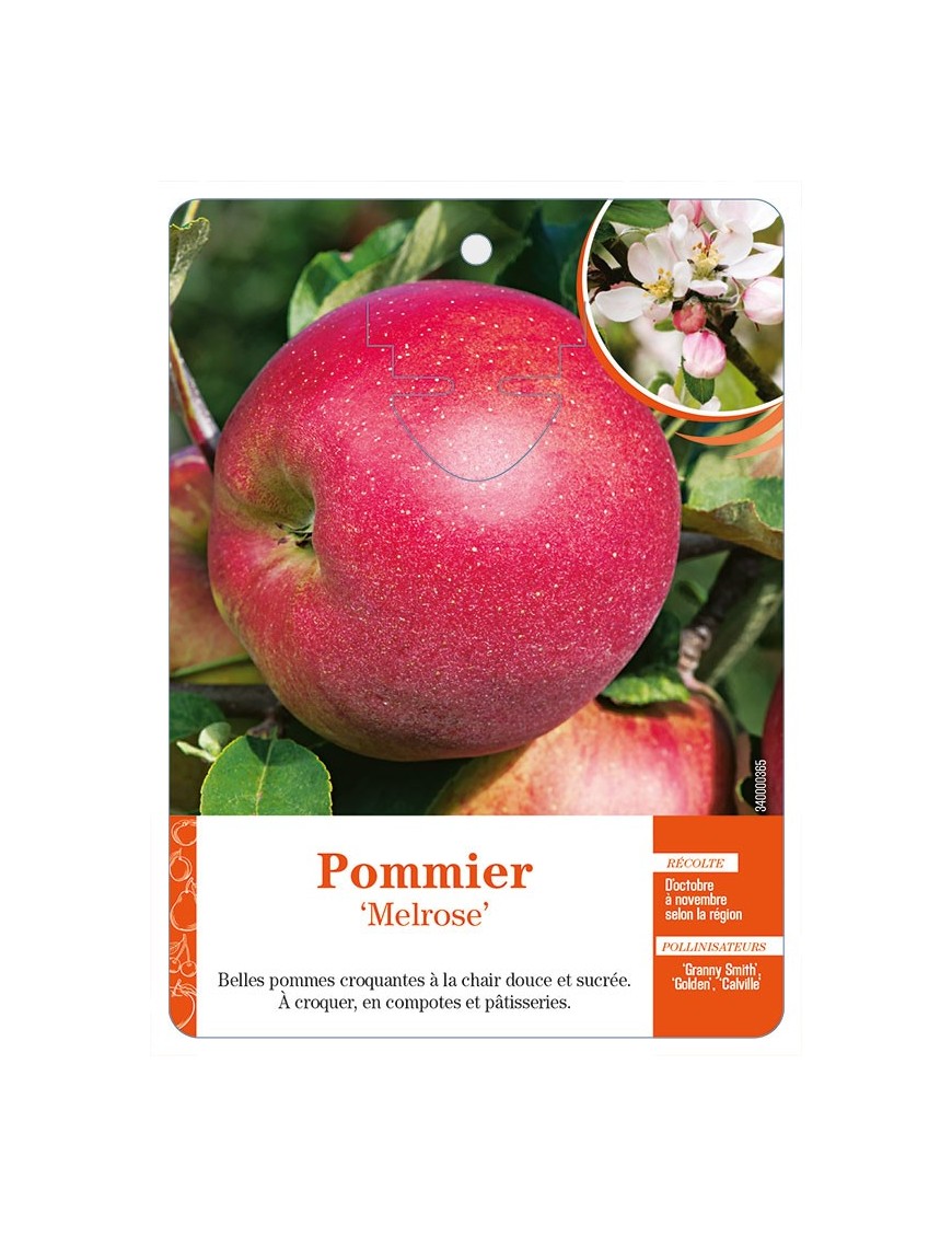 Pommier ‘Melrose’