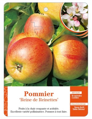 Pommier ‘Reine de Reinettes’