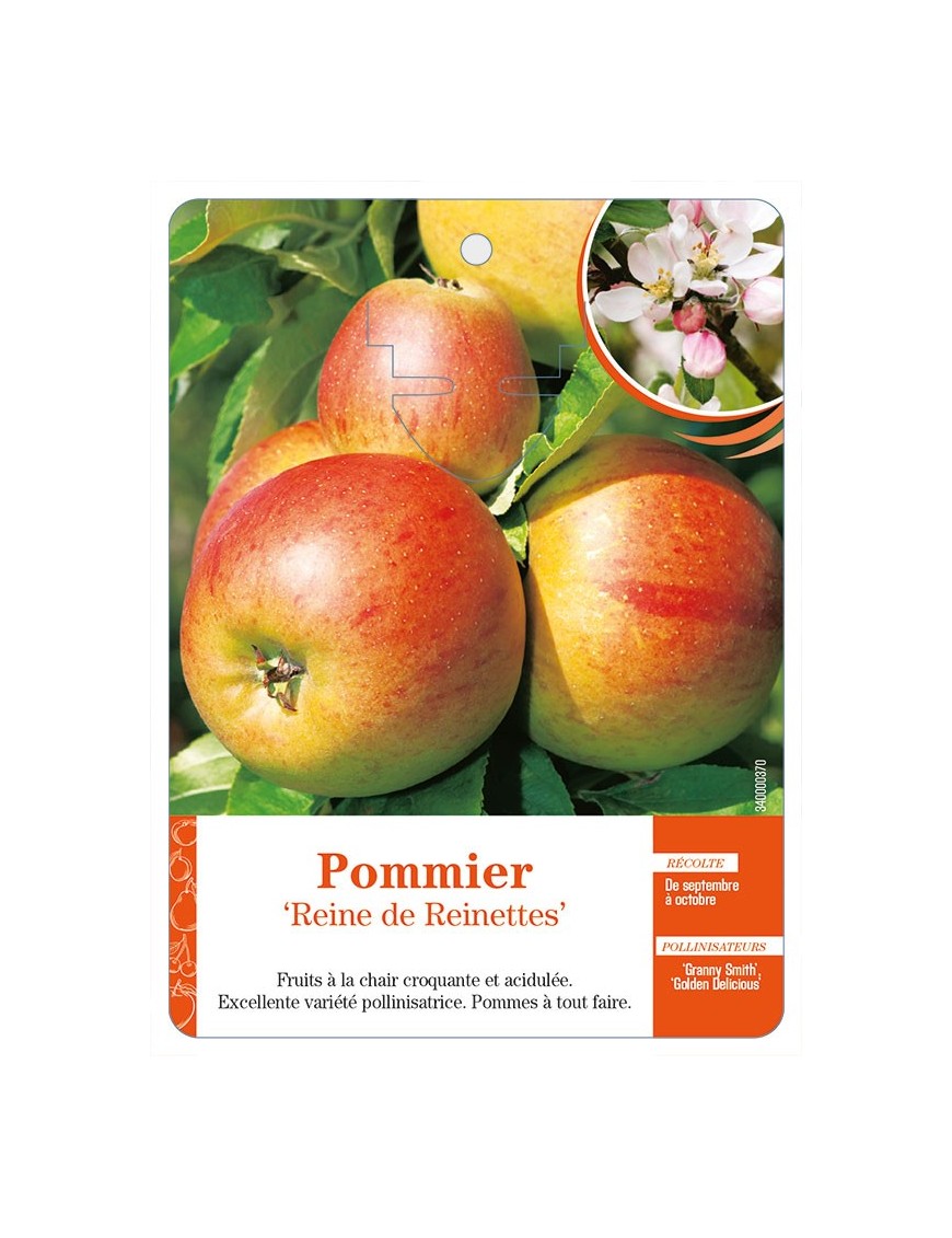 Pommier ‘Reine de Reinettes’