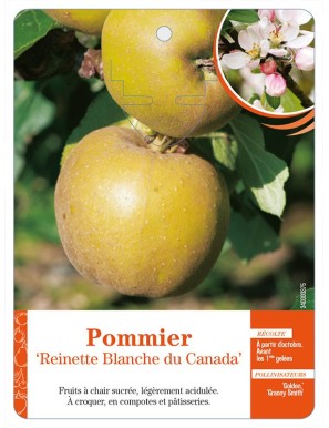 Pommier ‘Reinette Blanche du Canada’