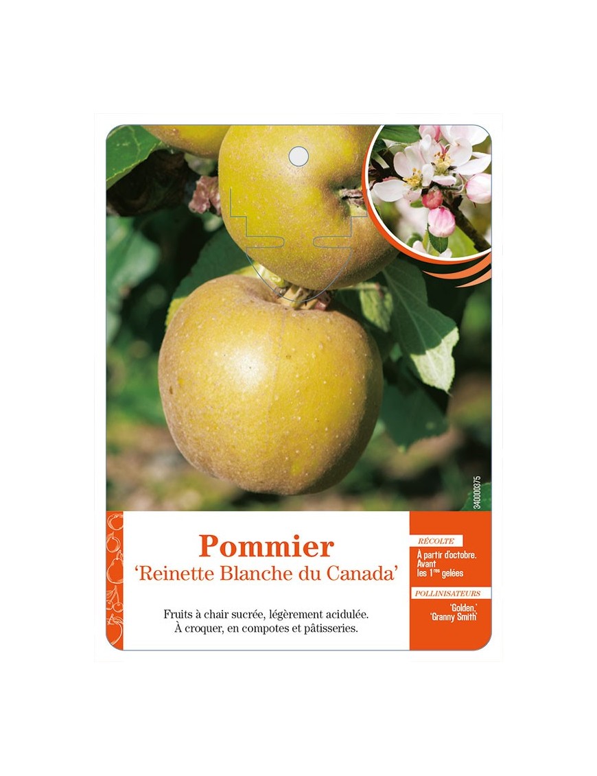 Pommier ‘Reinette Blanche du Canada’