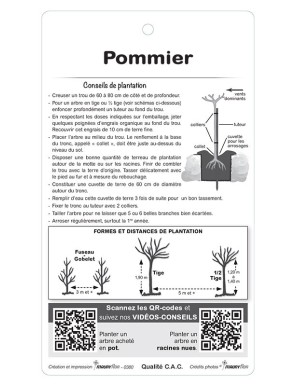 Pommier ‘Reinette Clochard’