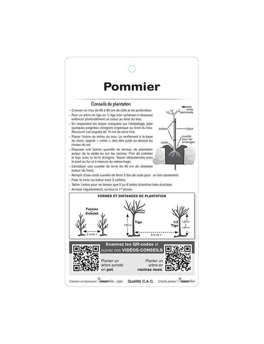 Pommier ‘Reinette Clochard’