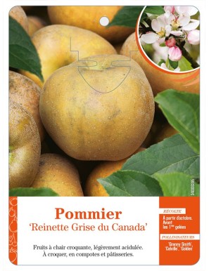 Pommier ‘Reinette Grise du Canada’