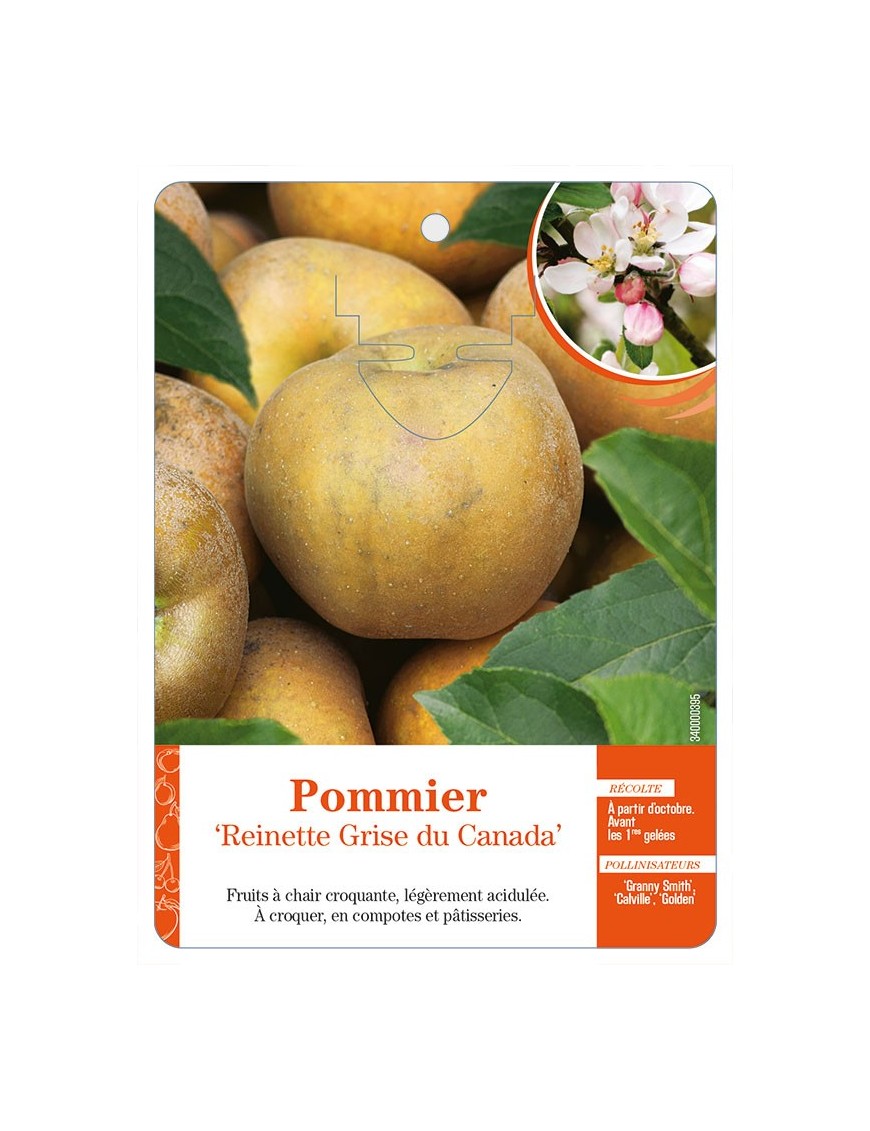 Pommier ‘Reinette Grise du Canada’