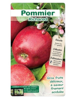 Pommier ‘Richared’*