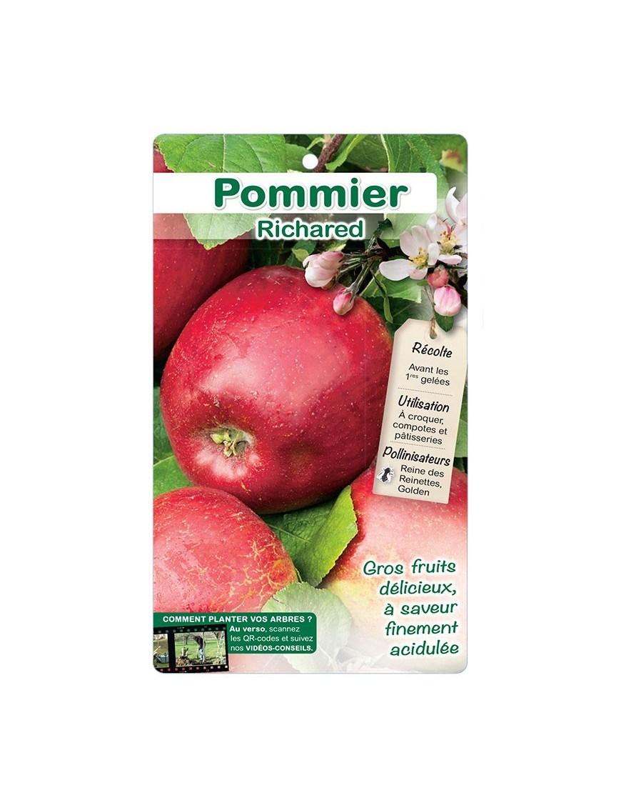 Pommier ‘Richared’*