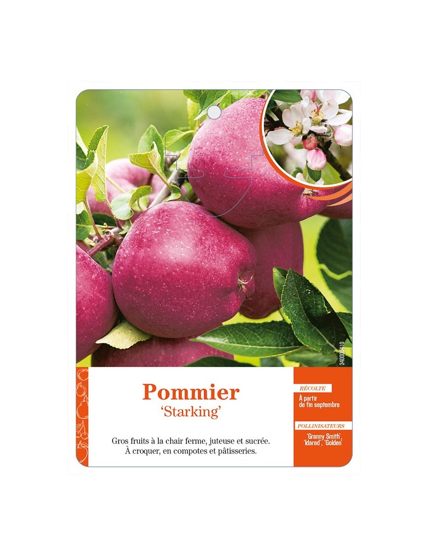 Pommier‘Spartan’