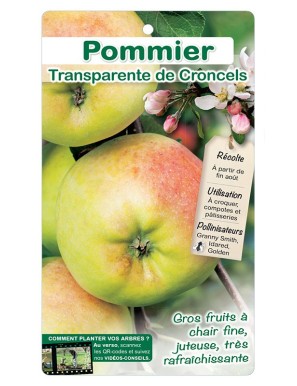 Pommier ‘Transparente de Croncels’*