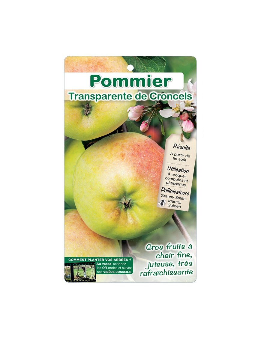 Pommier ‘Transparente de Croncels’*