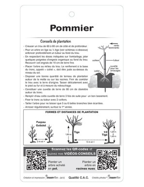 Pommier ‘Transparente de Croncels’*