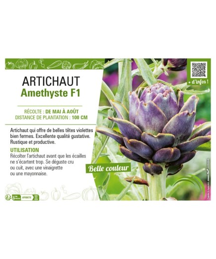 ARTICHAUT AMETHYSTE F1