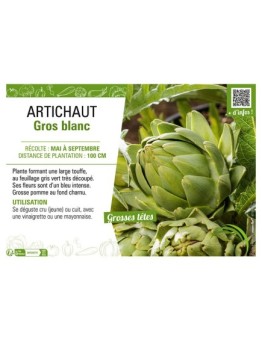 ARTICHAUT GROS BLANC