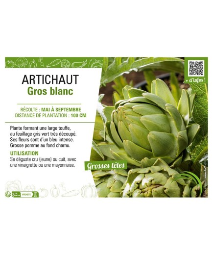 ARTICHAUT GROS BLANC