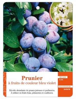 Prunier à fruits de couleur bleu violet