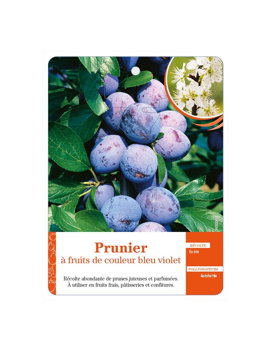 Prunier à fruits de couleur bleu violet