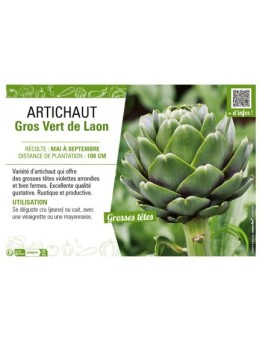 ARTICHAUT GROS VERT DE LAON
