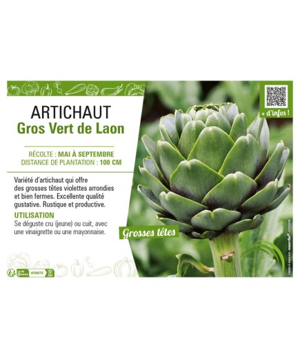 ARTICHAUT GROS VERT DE LAON
