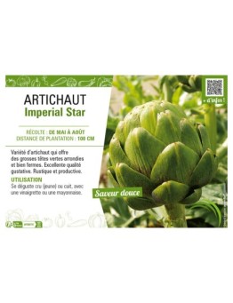 ARTICHAUT IMPÉRIAL STAR