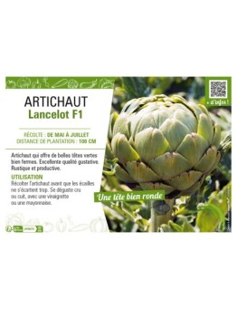 ARTICHAUT LANCELOT F1