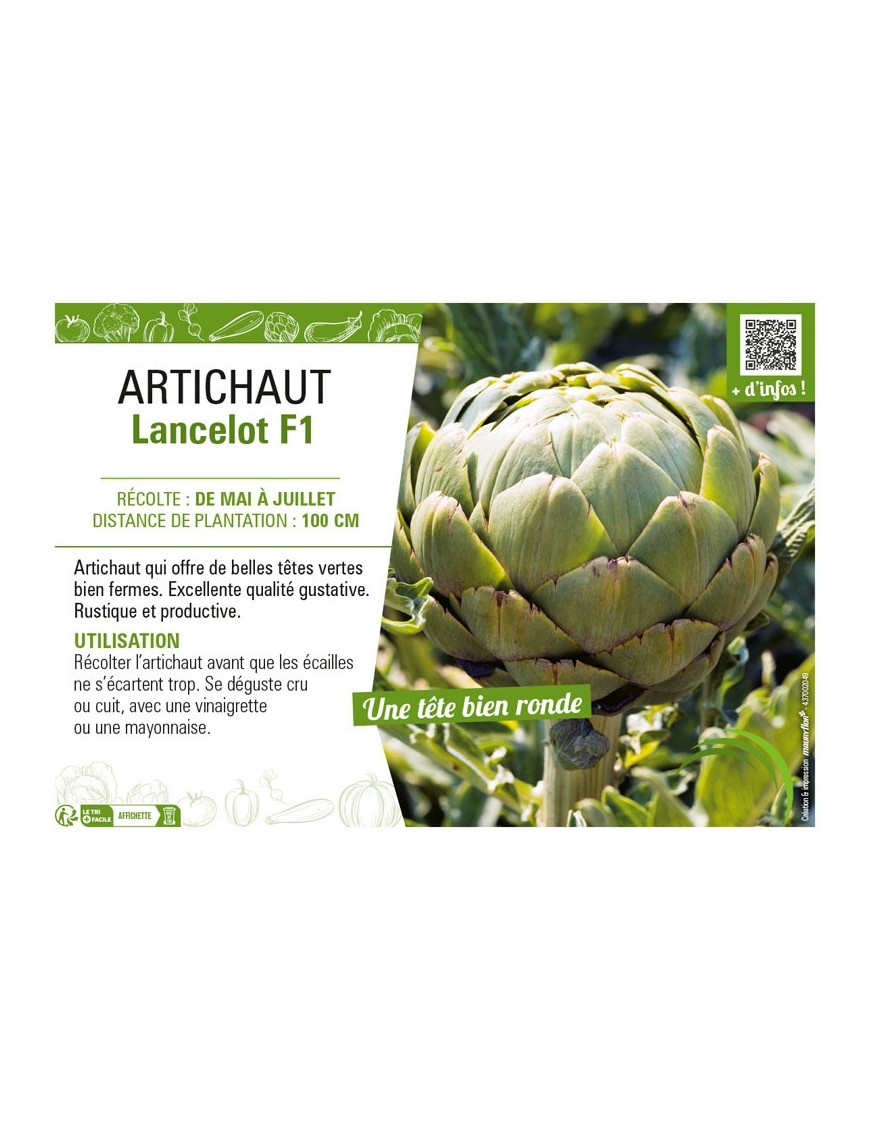 ARTICHAUT LANCELOT F1
