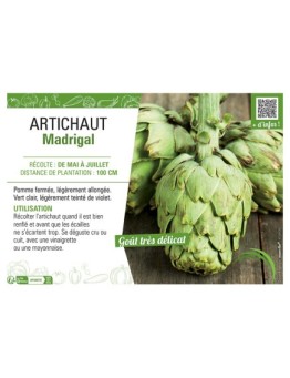 ARTICHAUT MADRIGAL