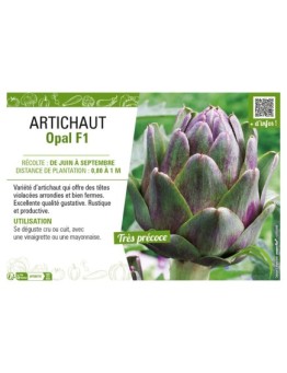 ARTICHAUT OPAL F1