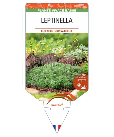 COTULA HISPIDA voir LEPTINELLA