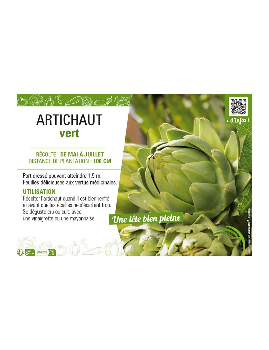 ARTICHAUT VERT