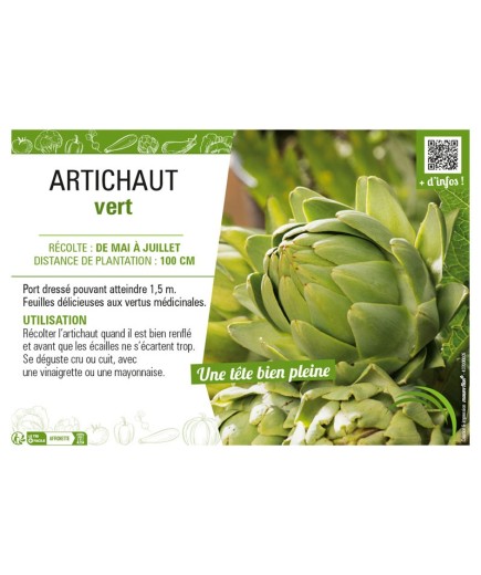 ARTICHAUT VERT
