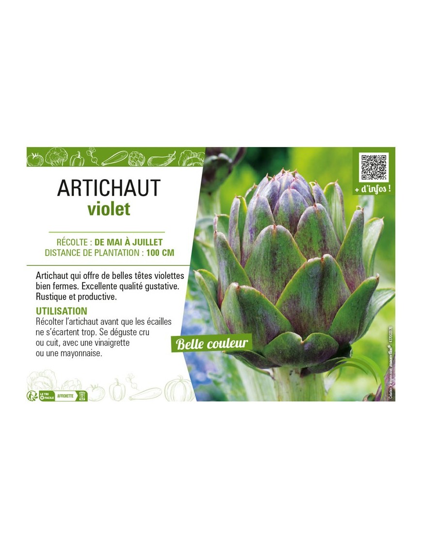 ARTICHAUT VIOLET