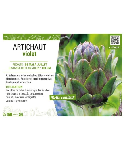 ARTICHAUT VIOLET