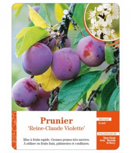 Prunier ‘Reine-Claude Violette’