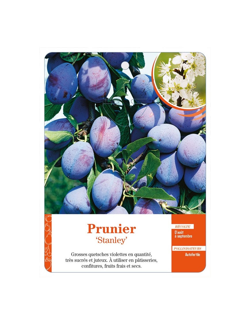 Prunier ‘Stanley’