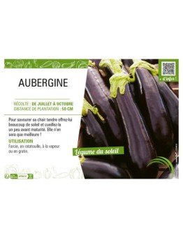AUBERGINE (longue)