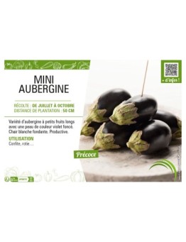 (MINI) AUBERGINE