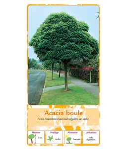 Acacia boule