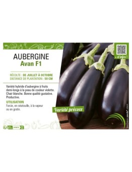 AUBERGINE AVAN F1