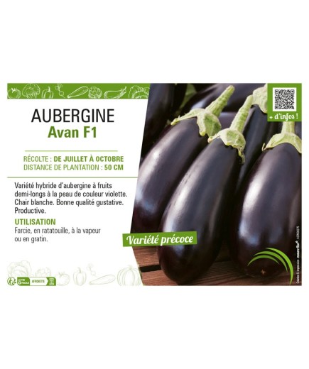 AUBERGINE AVAN F1