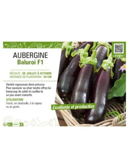 AUBERGINE BALUROI F1