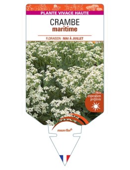 CRAMBE MARITIMA