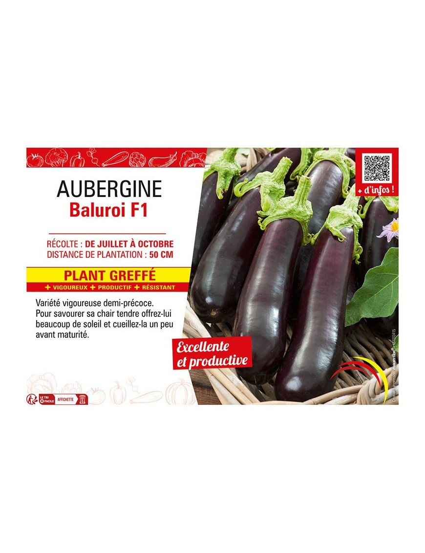 AUBERGINE BALUROI F1 Plant greffé