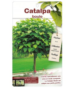 Catalpa boule