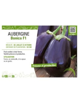 AUBERGINE BONICA F1