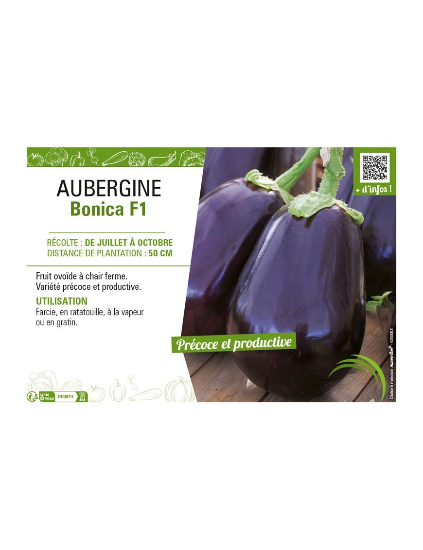 AUBERGINE BONICA F1