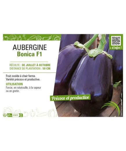 AUBERGINE BONICA F1