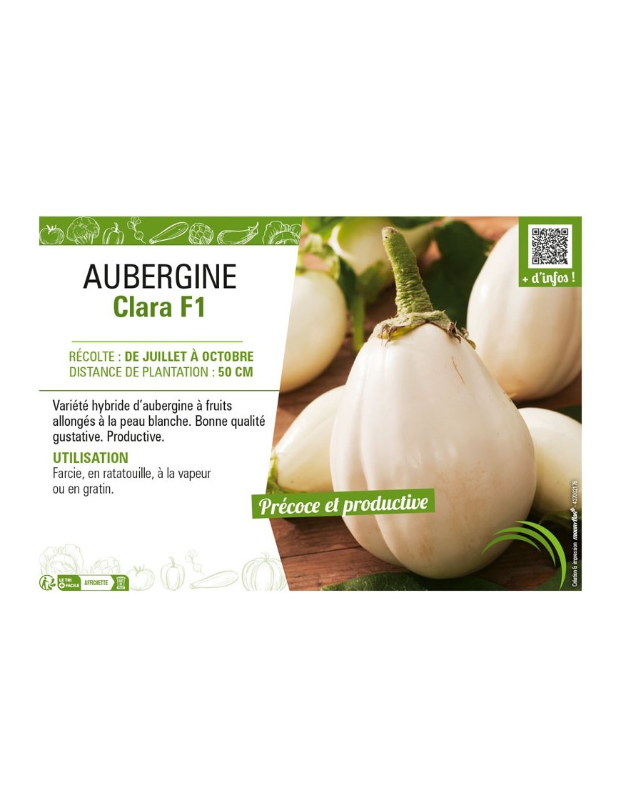AUBERGINE CLARA F1