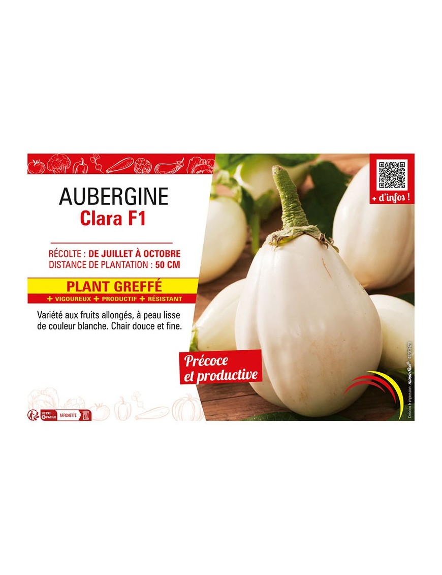 AUBERGINE CLARA F1 Plant greffé